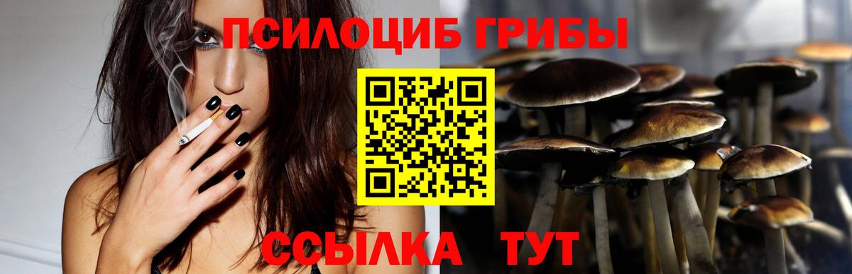 Псилоцибиновые грибы Psilocybe  Псилоцибиновые грибы мухоморы  Кольчугино 