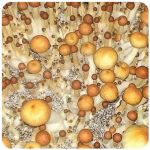 Псилоцибиновые (галлюциногенные)  грибы Psilocybin "Golden Teacher" в Кольчугино