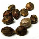 Семена марихуаны АК-47  (Seeds AK-47) в Кольчугино